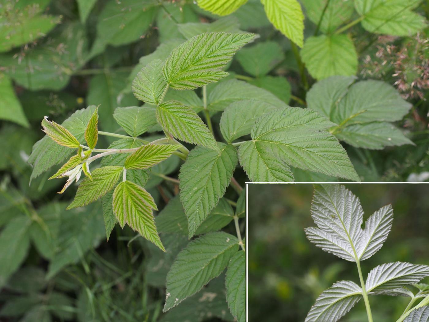 Raspberry leaf